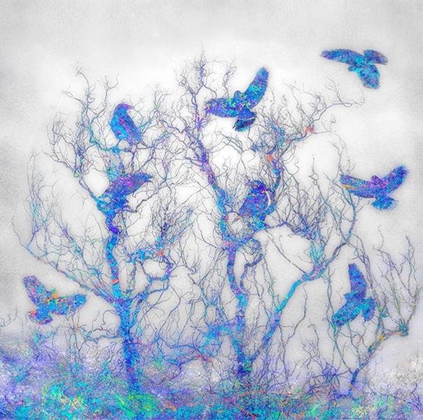 Bluebirds av Liz Ravn