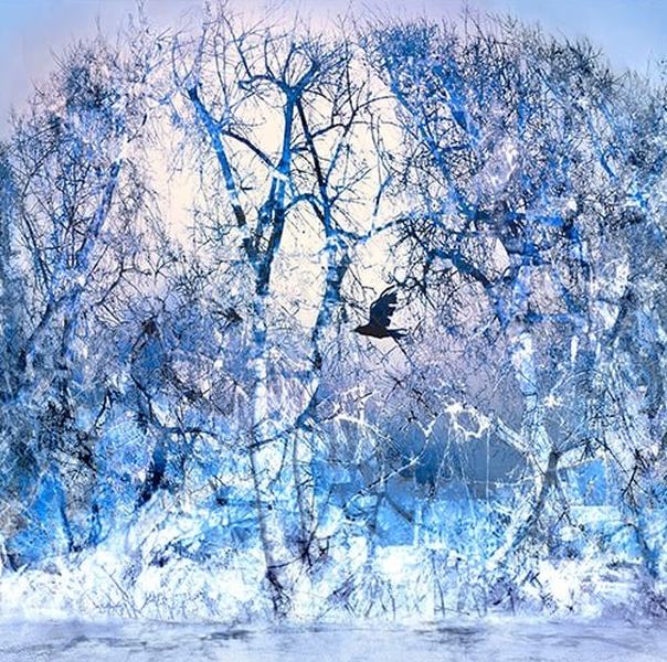 Forest of winter av Liz Ravn